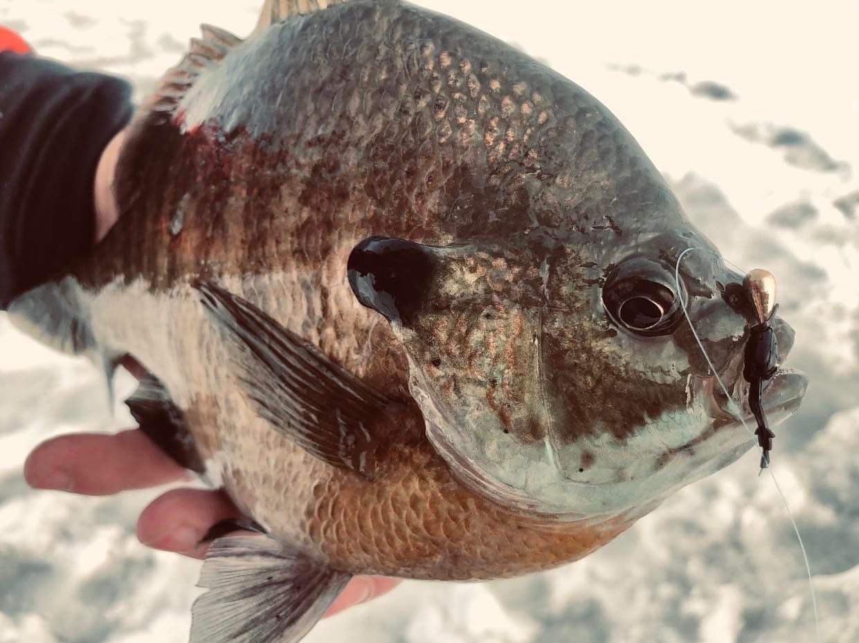 Angler Pro Packs